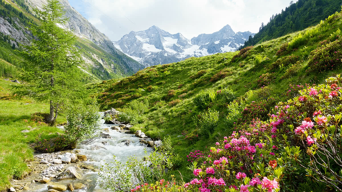 alpenrosen, rosen, bergblumen, frühjahr, frühling, frühlingsblumen, sommer, wasser, bach, wildbach, bergbach, gebirgsbach, frischwasser, tal, hochtal, hochgebirgstal, alm, gletscherfluss, gletscherbach, natur, landschaft, naturlandschaft, tirol, zillertal, österreich, steiermark, kärnten, vorarlberg, salzburg, gletscher, gebirge, alpen, alpin, berge, berglandschaft, bergland, bergwelt, wandergebiet, wandern, freizeit, urlaub, sommerurlaub, idylle, bergidylle